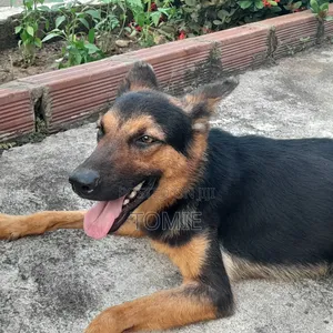 1+ year Male Mixed Breed German Shepherd