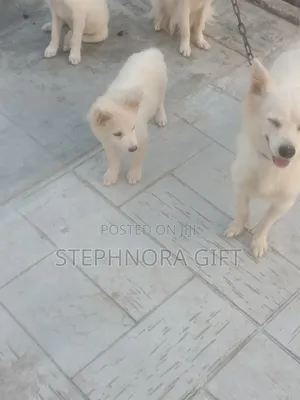 1-3 months Male Purebred American Eskimo