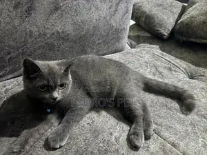 1-3 months Female Purebred British Shorthair