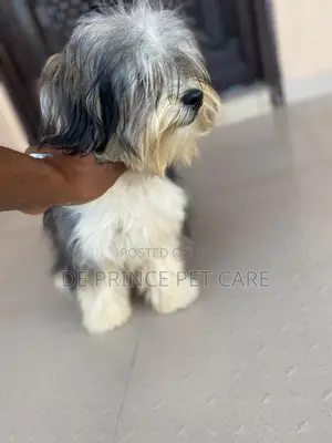 1+ year Male Purebred Lhasa Apso