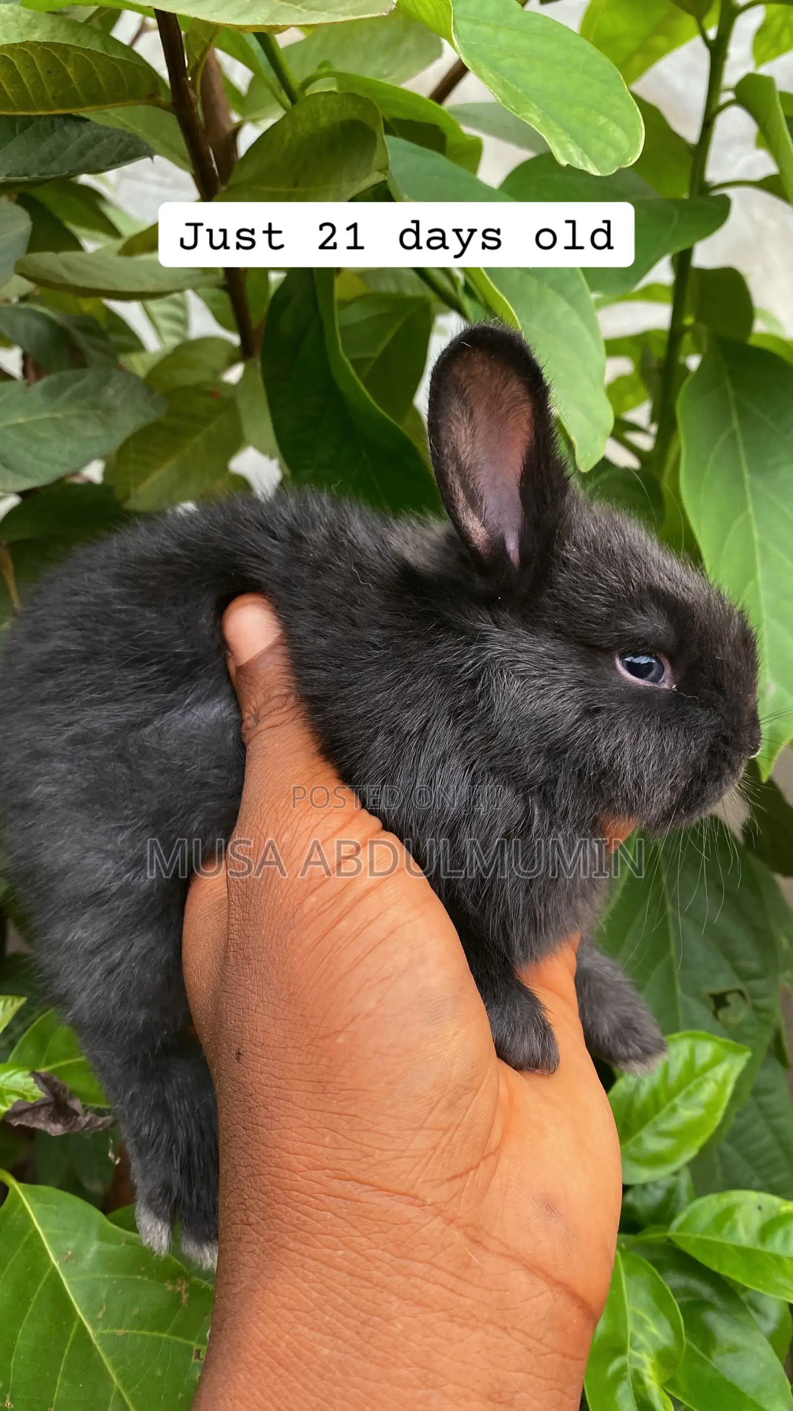 Pet Lover (Angora Breeds)