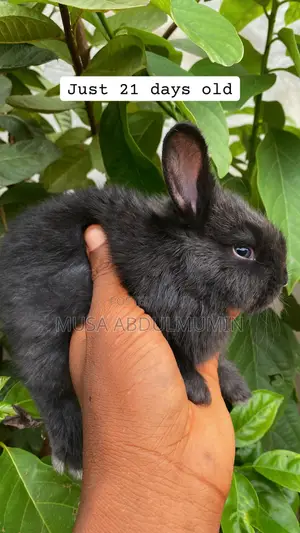 Pet Lover (Angora Breeds)