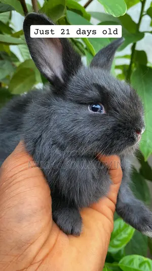 Weanners Rabbit