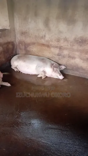 Pig, Chicken, Turkey, Ram,goat, Geese