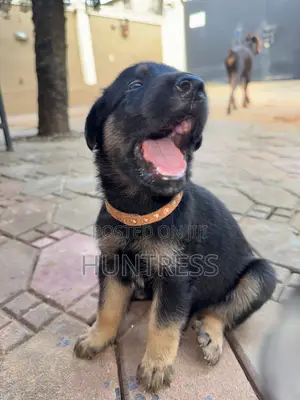 0-1 month Female Mixed Breed German Shepherd