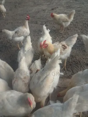 7 Month Old Cockerels for Sale