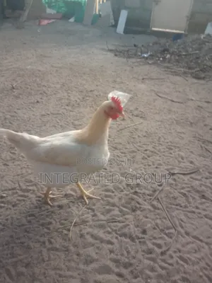 White Chicken for Sale 7 Months Old
