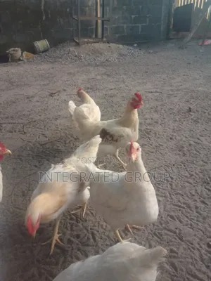 White Chicken for Sale 7 Months Old