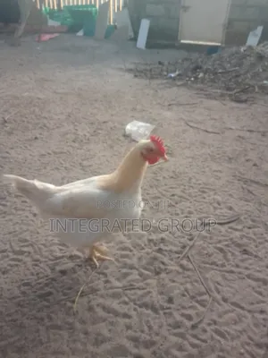 Chicken for Sale