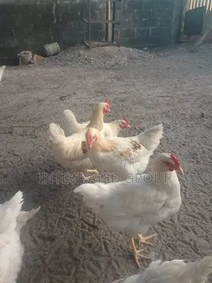 Chicken for Sale