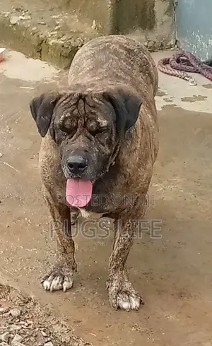 1+ year Male Purebred Boerboel