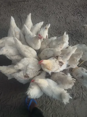 Farm Raised White Cockerel for Sell