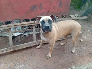 6-12 months Female Purebred Boerboel