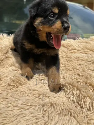 1-3 months Female Purebred Rottweiler