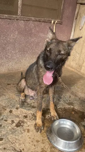 1+ year Male Purebred German Shepherd