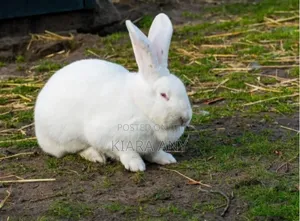 Rabbit for Sale