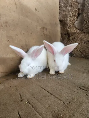 Available Rabbits for Sale