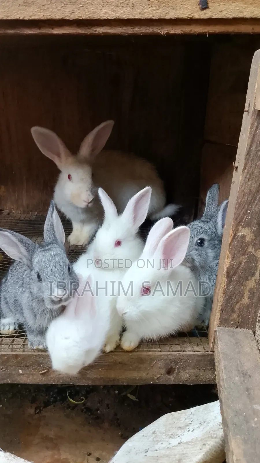 Available Rabbits for Sale