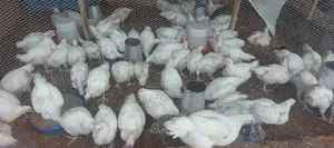 Over 3.5kg Broilers for Sale