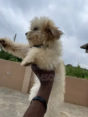 0-1 month Female Purebred Lhasa Apso