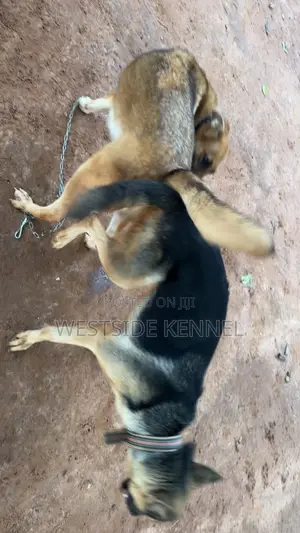  Male German Shepherd Available for Stud 