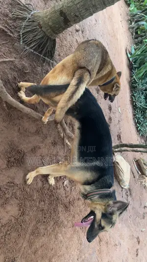  Male German Shepherd Available for Stud 
