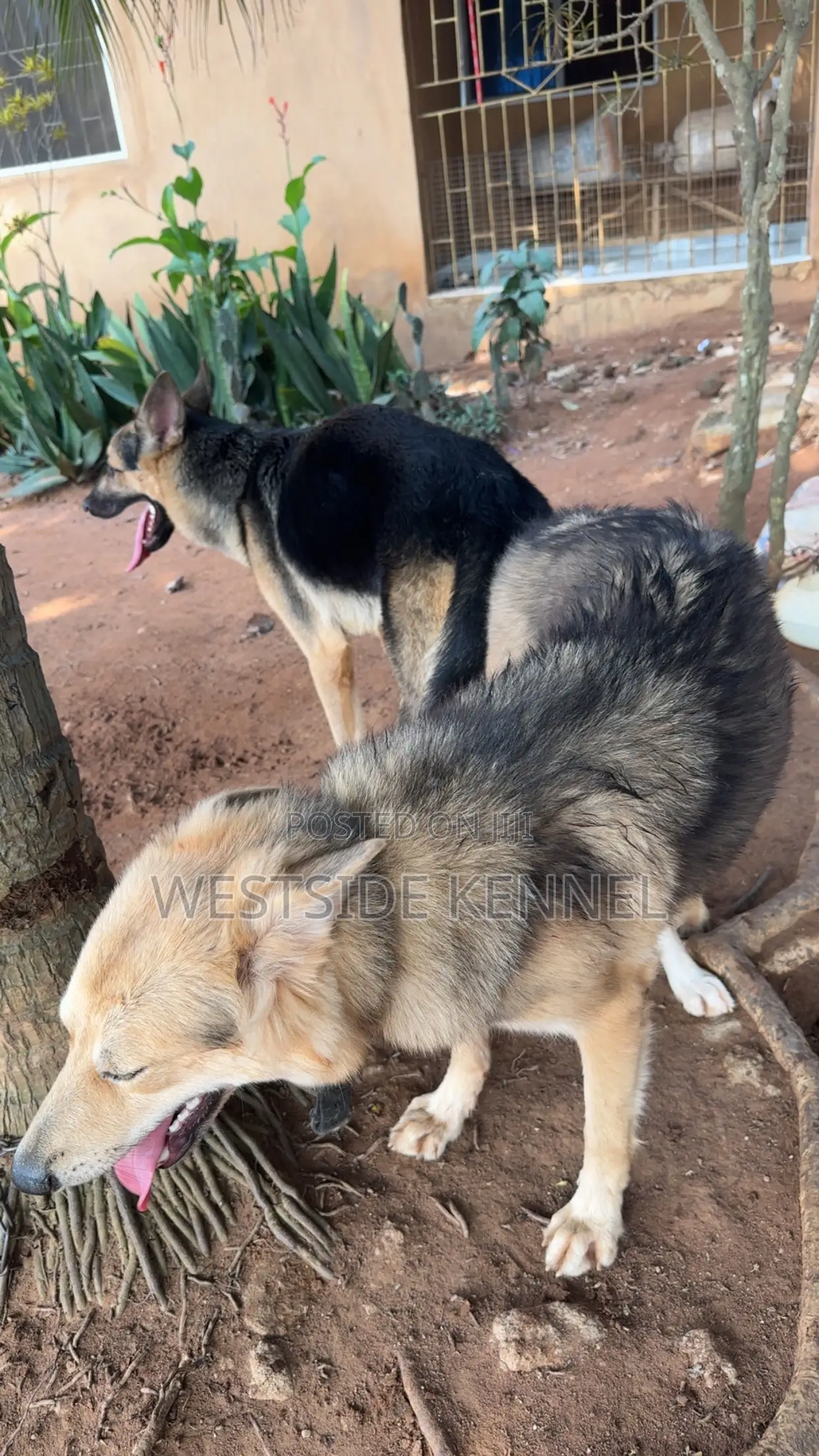  Male German Shepherd Available for Stud 