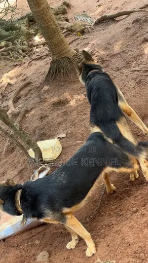  Male German Shepherd Available for Stud 