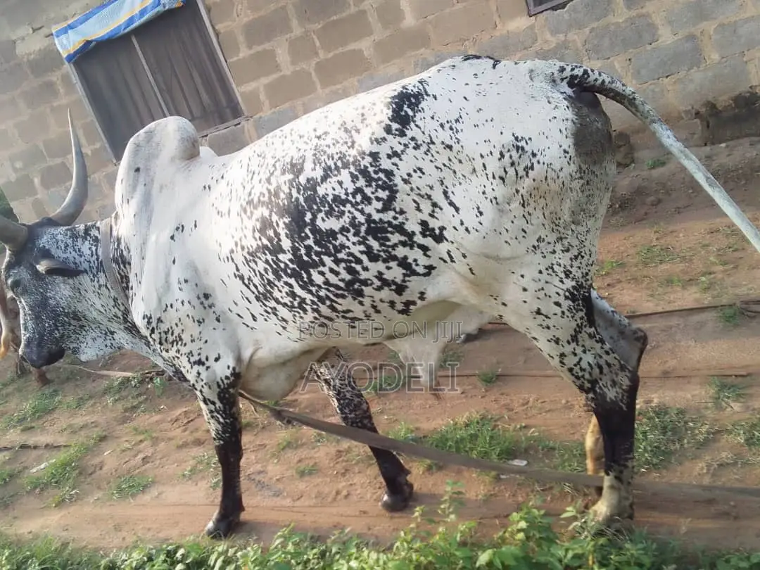 Cow for Sell