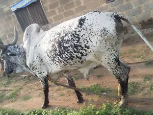 Cow for Sell