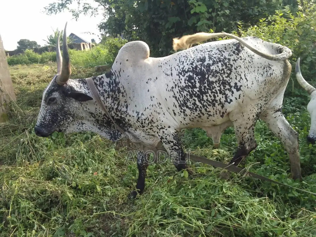 Cow for Sell