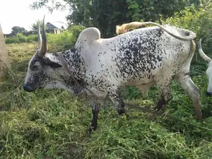 Cow for Sell
