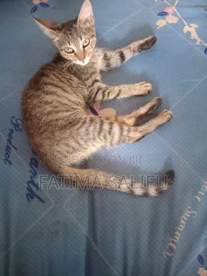 1-3 months Female Mixed Breed Tabby