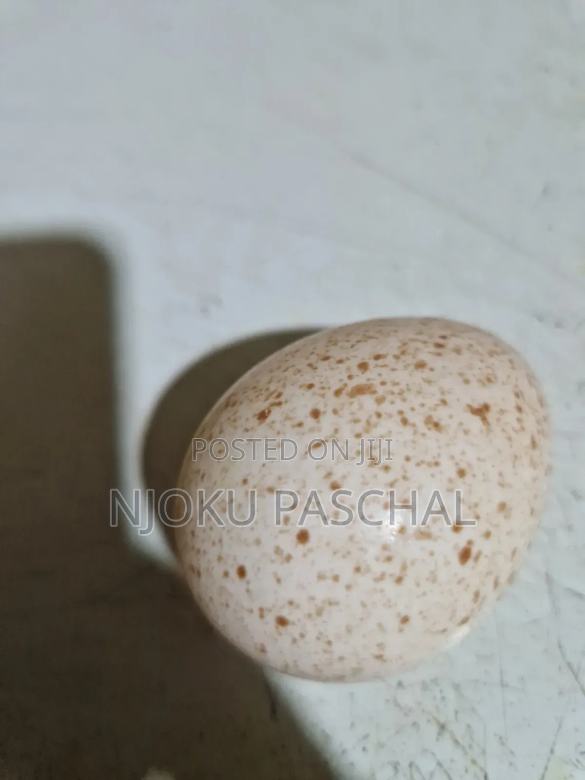 Unfertilized Turkey Eggs