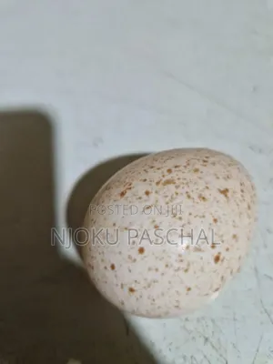 Unfertilized Turkey Eggs