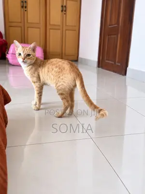 6-12 months Female Mixed Breed Tabby