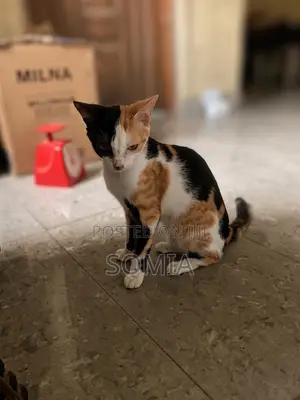 6-12 months Female Mixed Breed Tabby