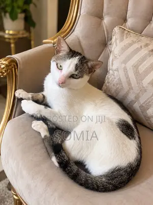 6-12 months Female Mixed Breed Tabby