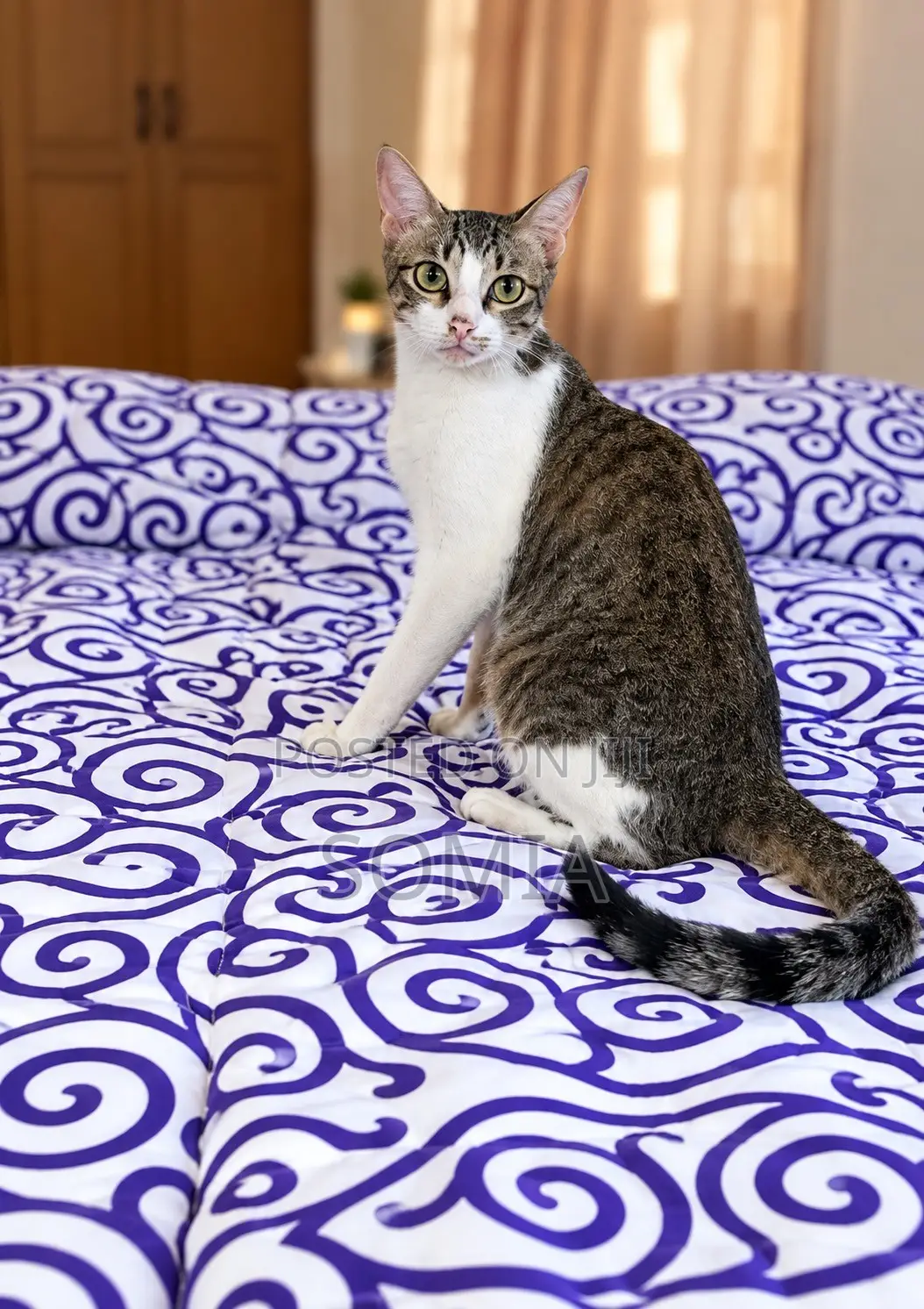 6-12 months Female Mixed Breed Tabby