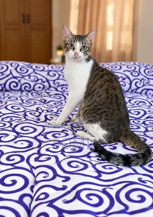6-12 months Female Mixed Breed Tabby
