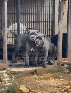 1-3 months Male Purebred Cane Corso