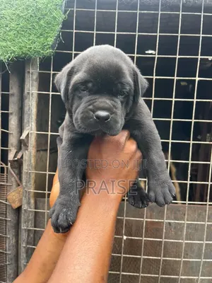 1-3 months Male Purebred Bullmastiff