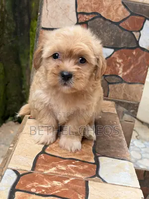 0-1 month Female Purebred Lhasa Apso