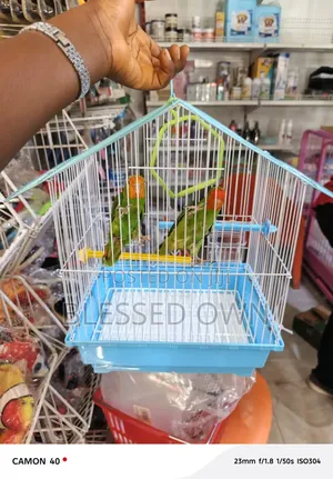 Colorful Birds and Cage