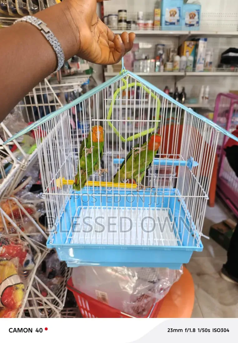 Colorful Birds and Cage