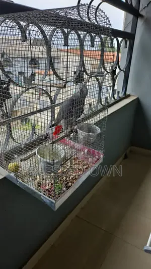 Talking Beautiful Birds