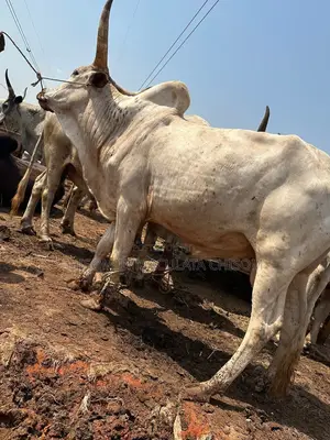 Cows Available for Sale With Different Prices