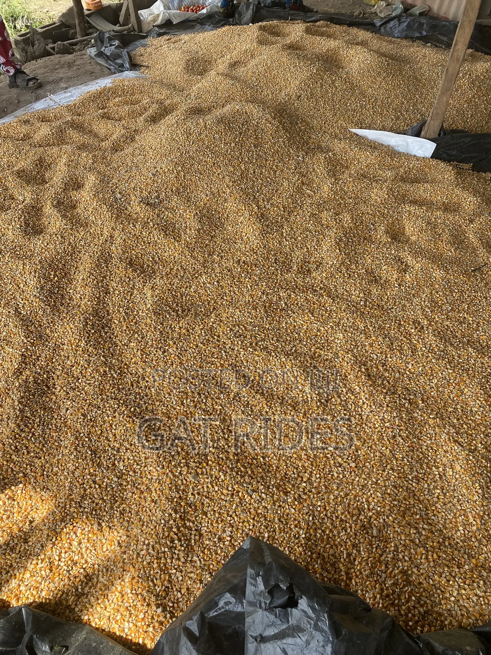 Dry Yellow Corn