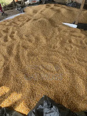 Dry Yellow Corn