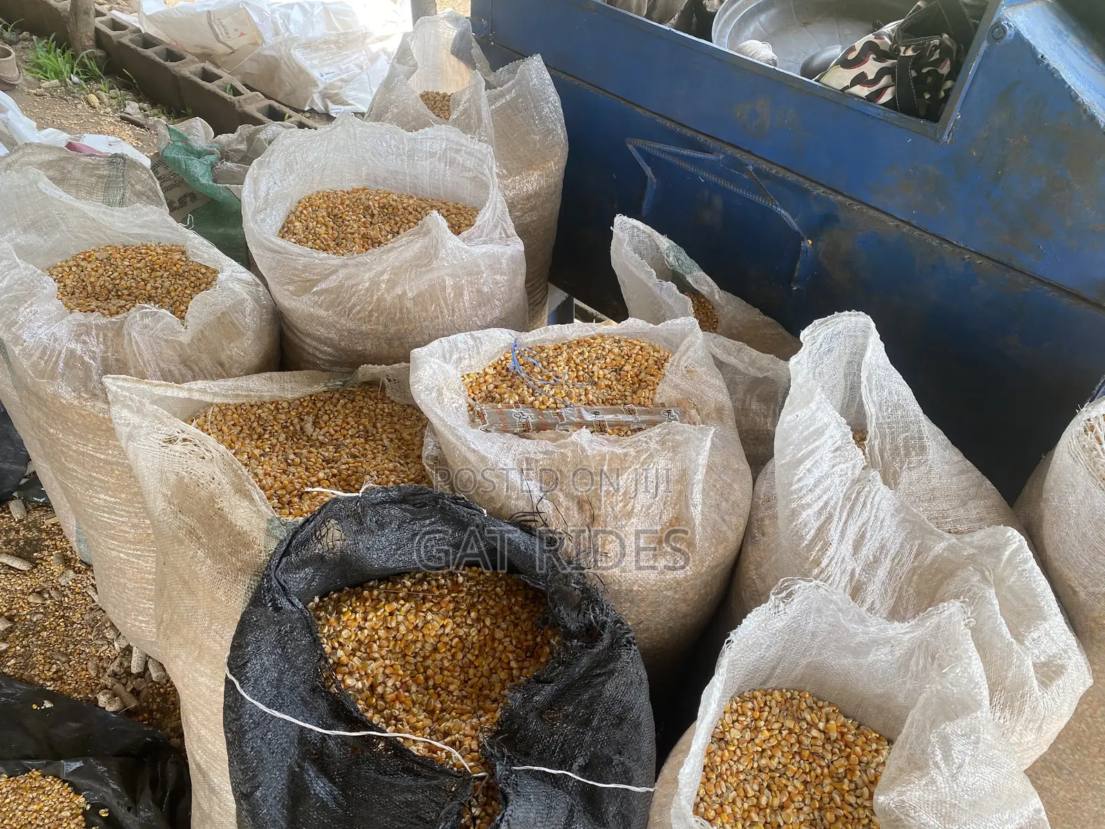Dry Yellow Corn